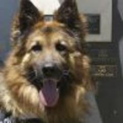 El Rey recibe al perro más famoso de la Guardia Civil